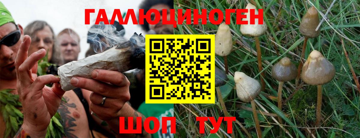 Галлюциногенные грибы Psilocybine cubensis Междуреченск